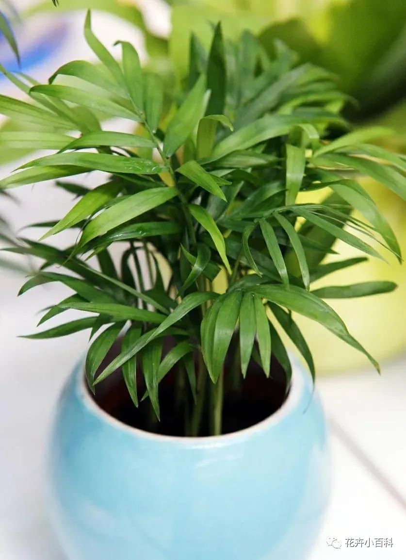 1種綠植適合冬季客廳養(yǎng)，清新空氣效果好，美觀大方，養(yǎng)起來簡單