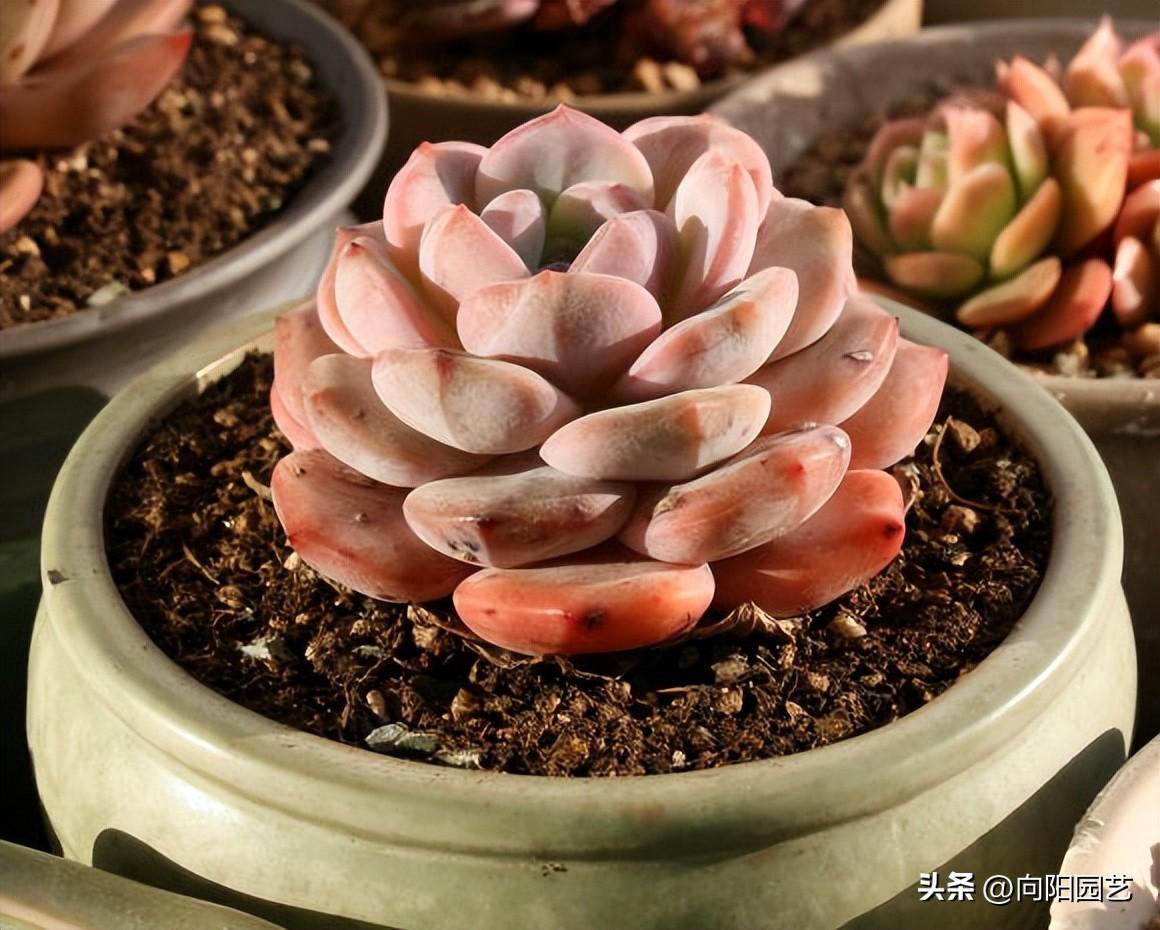 多肉植物的品種大全_大全品種植物多肉有哪些_大全品種植物多肉圖片