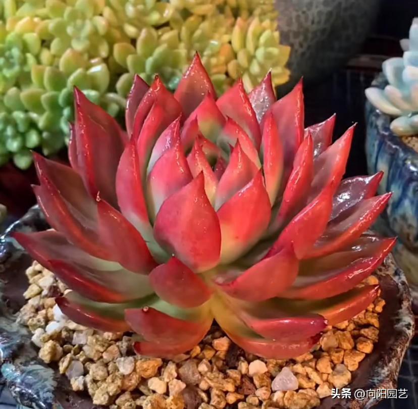 大全品種植物多肉圖片_多肉植物的品種大全_大全品種植物多肉有哪些