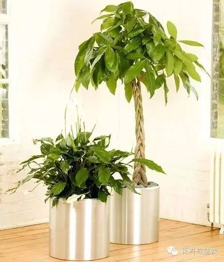 家里不宜養(yǎng)的花和植物_家中宜養(yǎng)植物有哪些_家里適合養(yǎng)植物