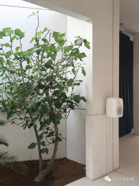 家中宜養(yǎng)植物有哪些_家里不宜養(yǎng)的花和植物_家里適合養(yǎng)植物