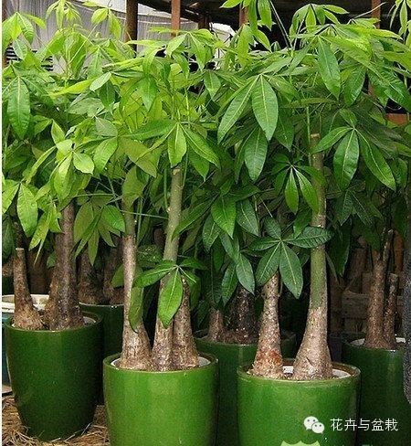 家中宜養(yǎng)植物有哪些_家里不宜養(yǎng)的花和植物_家里適合養(yǎng)植物