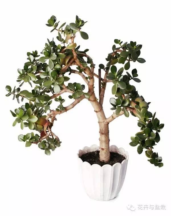 家中宜養(yǎng)植物有哪些_家里不宜養(yǎng)的花和植物_家里適合養(yǎng)植物