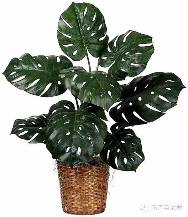 家里不宜養(yǎng)的花和植物_家中宜養(yǎng)植物有哪些_家里適合養(yǎng)植物