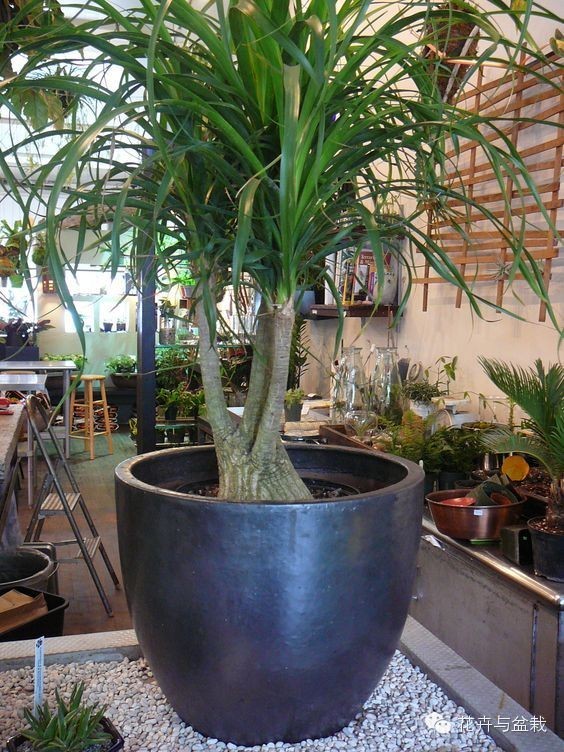 家里適合養(yǎng)植物_家里不宜養(yǎng)的花和植物_家中宜養(yǎng)植物有哪些