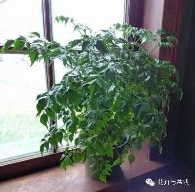 家里適合養(yǎng)植物_家里不宜養(yǎng)的花和植物_家中宜養(yǎng)植物有哪些