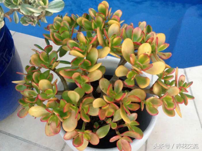 7種顏色艷麗的多肉植物，葉片看起來比花朵還美，價(jià)格便宜