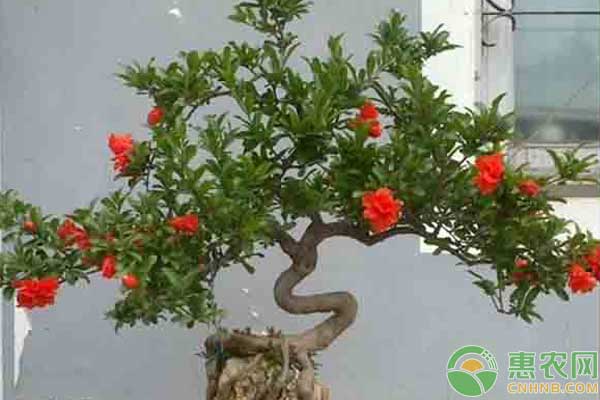 家里適合養(yǎng)什么花？這七種花一年四季都適合養(yǎng)家里！