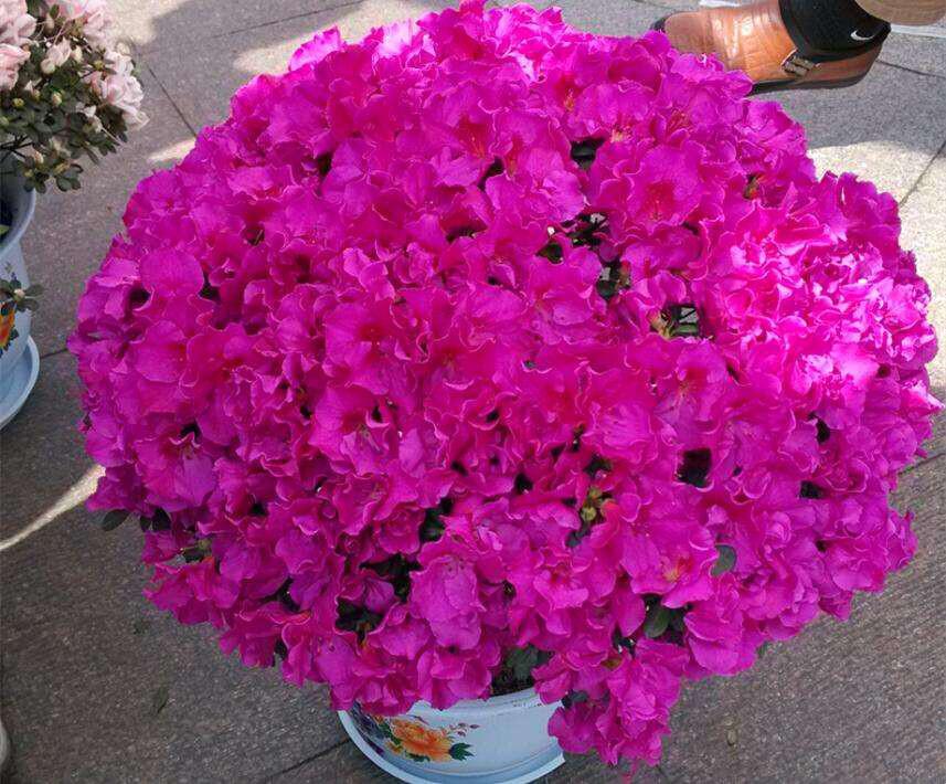 這3種花，比綠蘿還漂亮好養(yǎng)，花期長，易繁殖