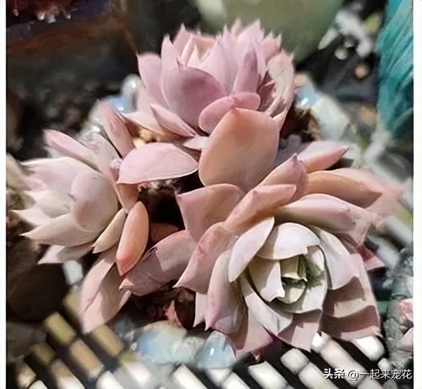 粉色多肉花卉盆栽_粉色多肉怎么養(yǎng)_粉色的多肉花