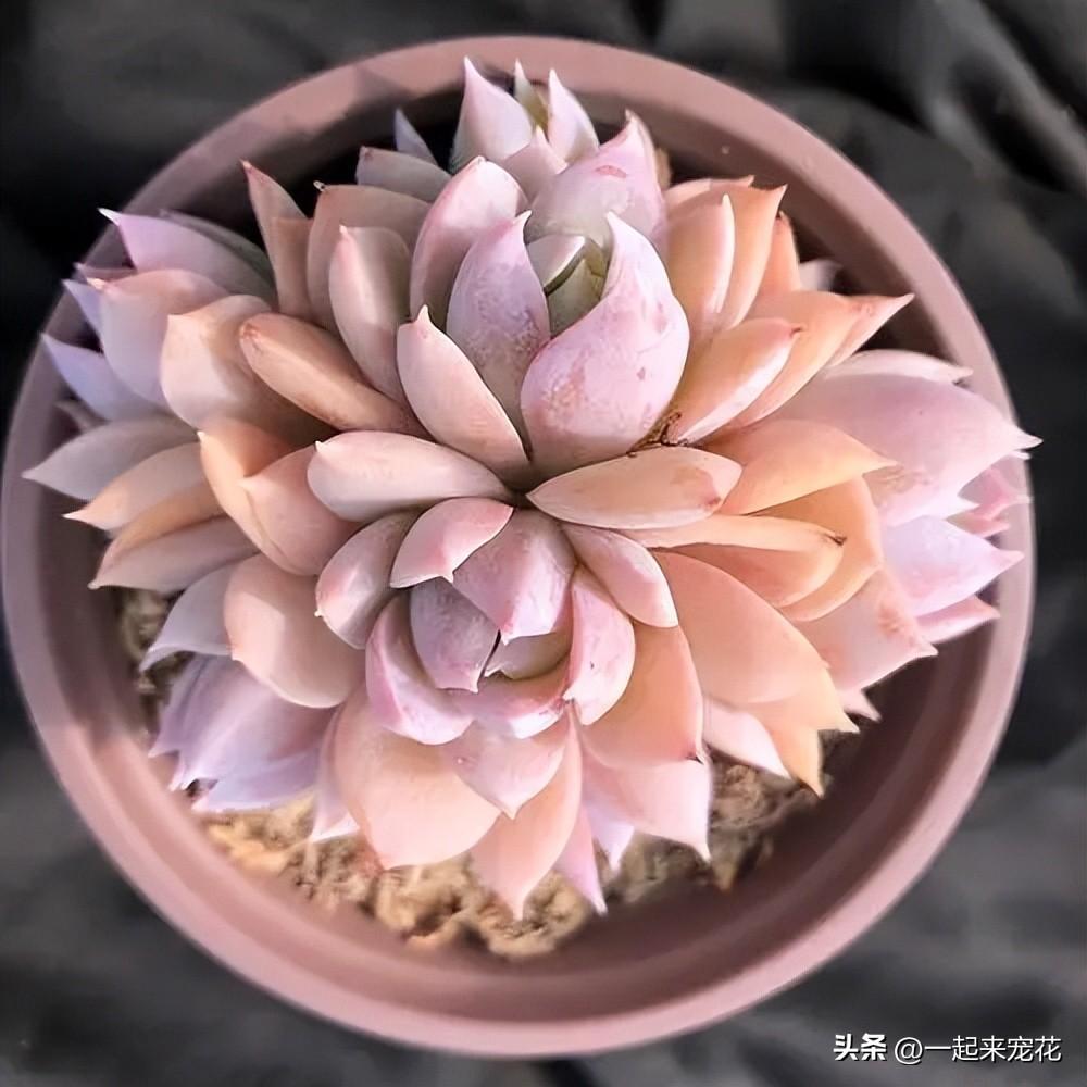 粉色多肉花卉盆栽_粉色多肉怎么養(yǎng)_粉色的多肉花