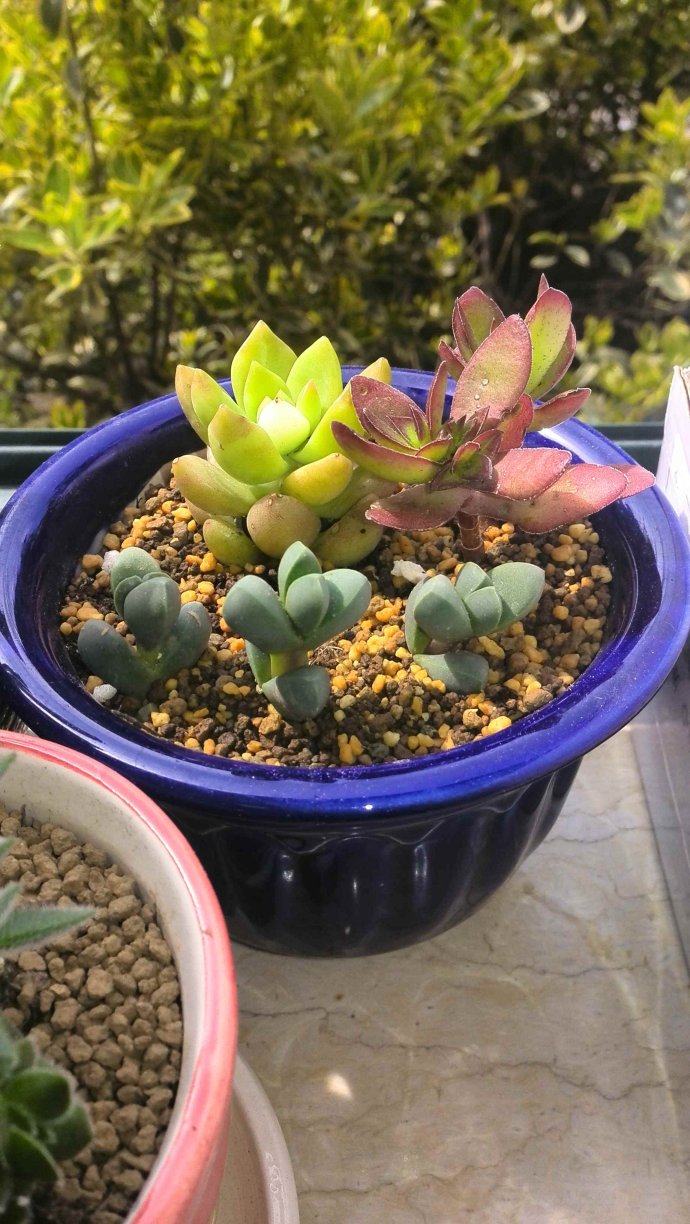 多肉植物的簡(jiǎn)單介紹_多肉植物的簡(jiǎn)介和用處_植物多肉簡(jiǎn)單介紹一下
