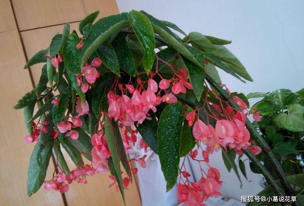 <strong>花期最長的室內(nèi)綠植，一年四季開花，比綠蘿還好養(yǎng)，扦插就能活</strong>