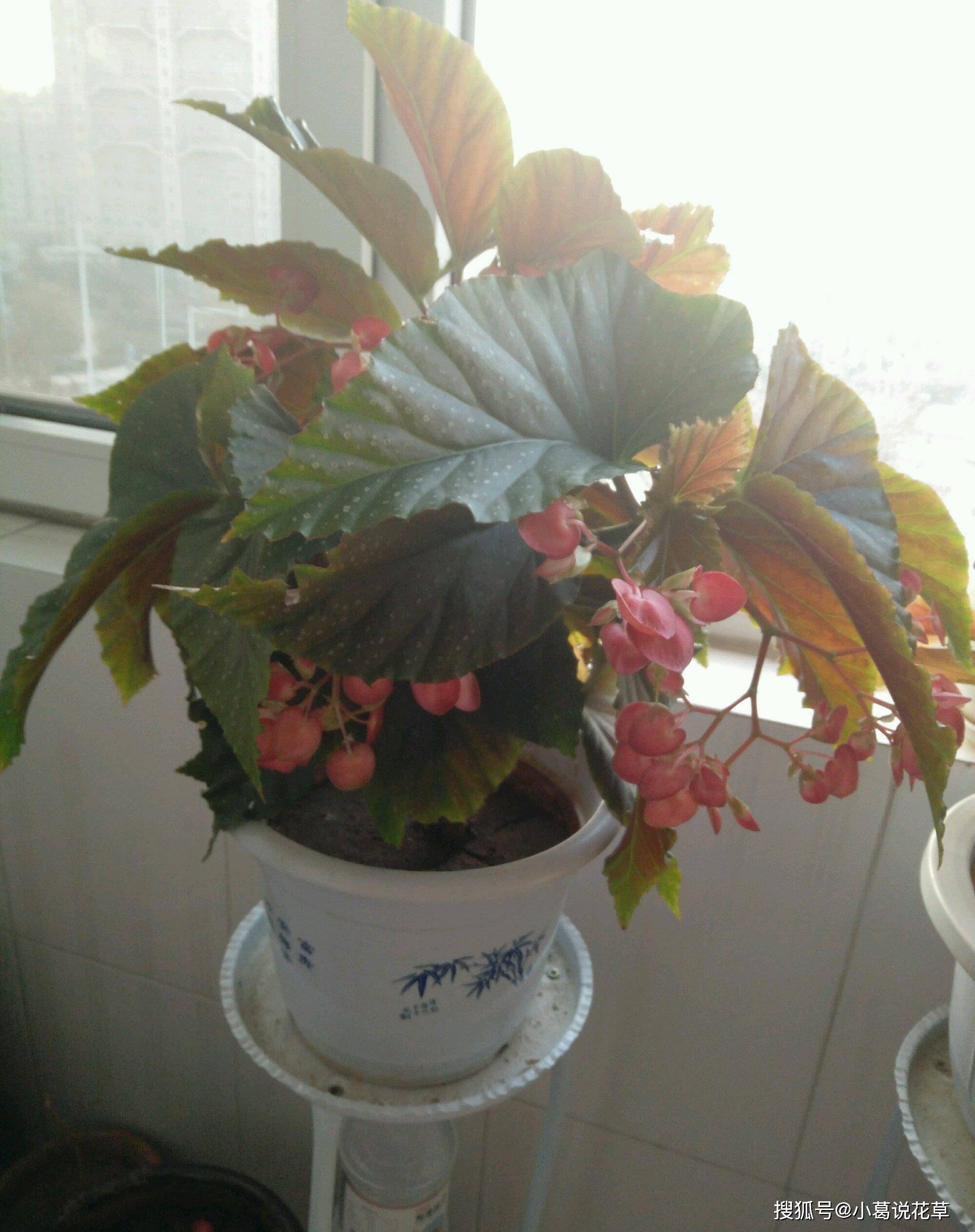 適合四季養(yǎng)的室內(nèi)綠植_一年四季好養(yǎng)的室內(nèi)植物_四季放室內(nèi)好養(yǎng)活的綠植