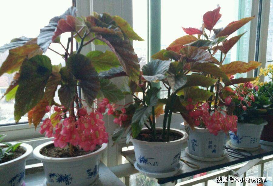 四季放室內(nèi)好養(yǎng)活的綠植_一年四季好養(yǎng)的室內(nèi)植物_適合四季養(yǎng)的室內(nèi)綠植