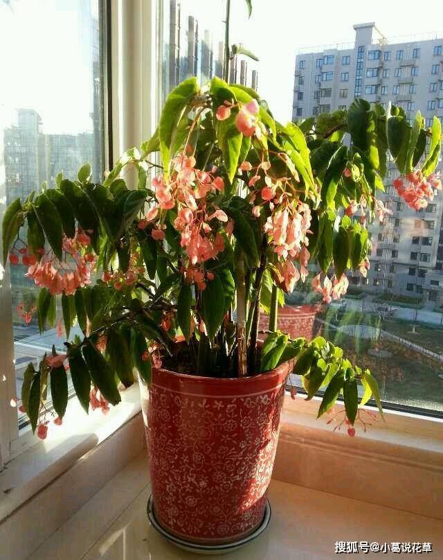 一年四季好養(yǎng)的室內(nèi)植物_適合四季養(yǎng)的室內(nèi)綠植_四季放室內(nèi)好養(yǎng)活的綠植