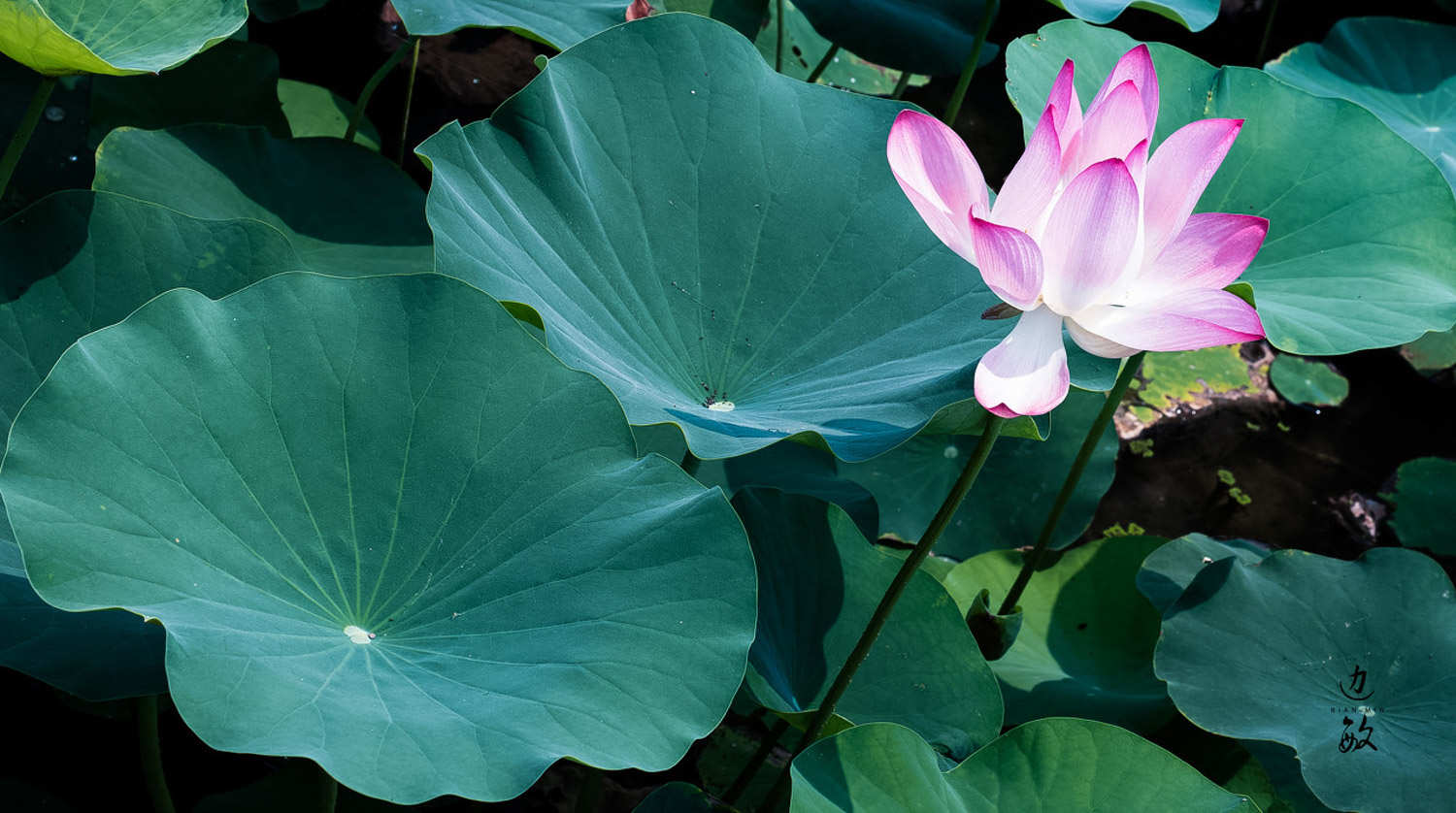 養(yǎng)在水里的植物有哪些_養(yǎng)植物水里有蟲怎么辦_養(yǎng)的植物水里有蟲是什么蟲