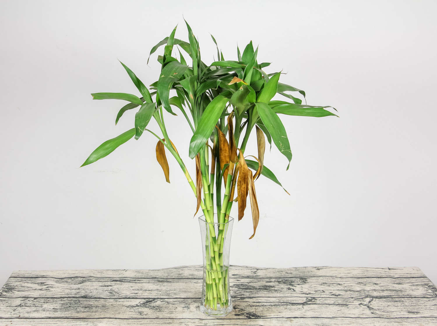 養(yǎng)的植物水里有蟲是什么蟲_養(yǎng)在水里的植物有哪些_養(yǎng)植物水里有蟲怎么辦