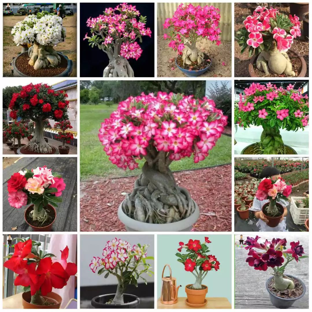 盆栽玫瑰養(yǎng)買花新品種好嗎_盆栽玫瑰可以養(yǎng)多久_新買的盆栽玫瑰花咋養(yǎng)