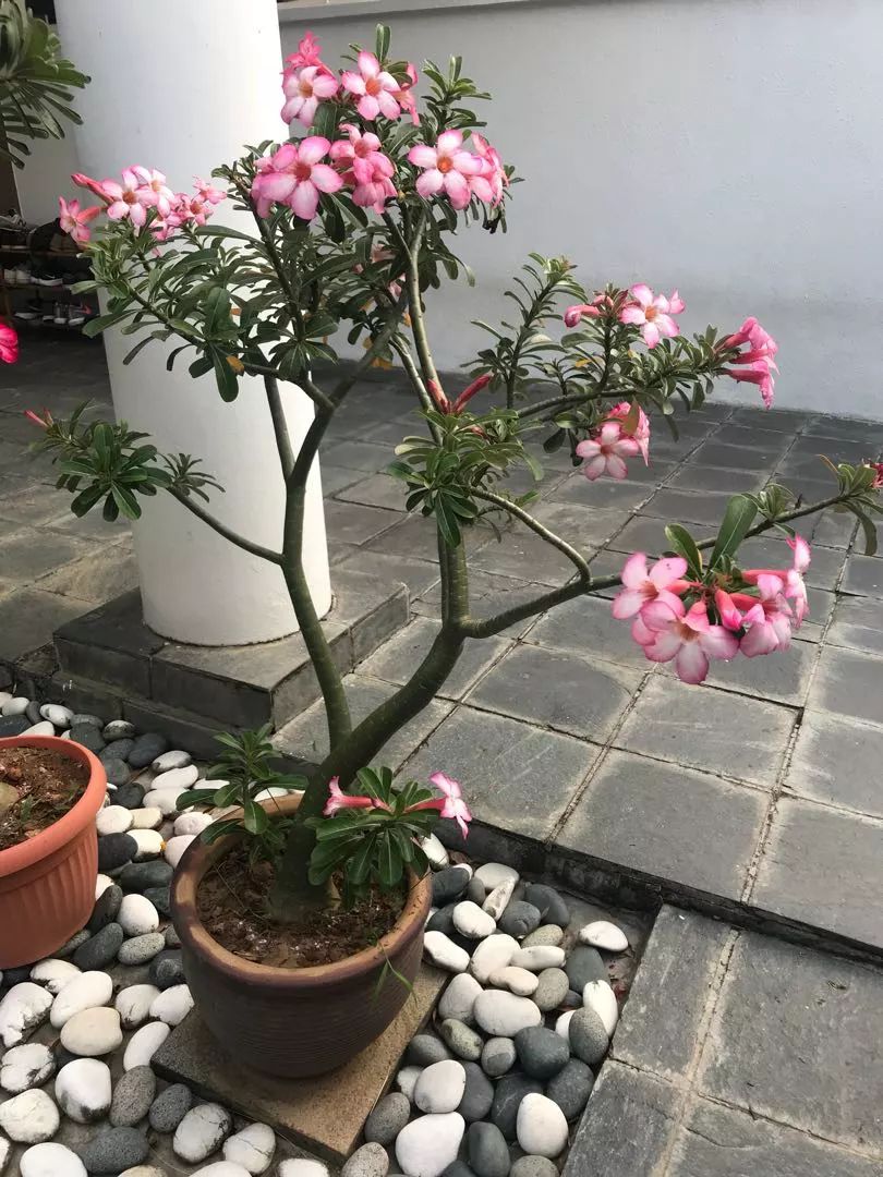 盆栽玫瑰養(yǎng)買花新品種好嗎_新買的盆栽玫瑰花咋養(yǎng)_盆栽玫瑰可以養(yǎng)多久