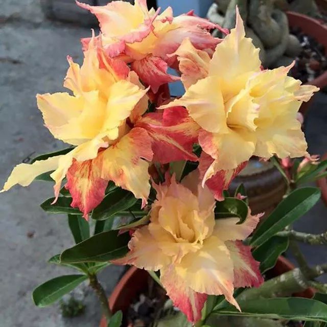 盆栽玫瑰養(yǎng)買花新品種好嗎_盆栽玫瑰可以養(yǎng)多久_新買的盆栽玫瑰花咋養(yǎng)