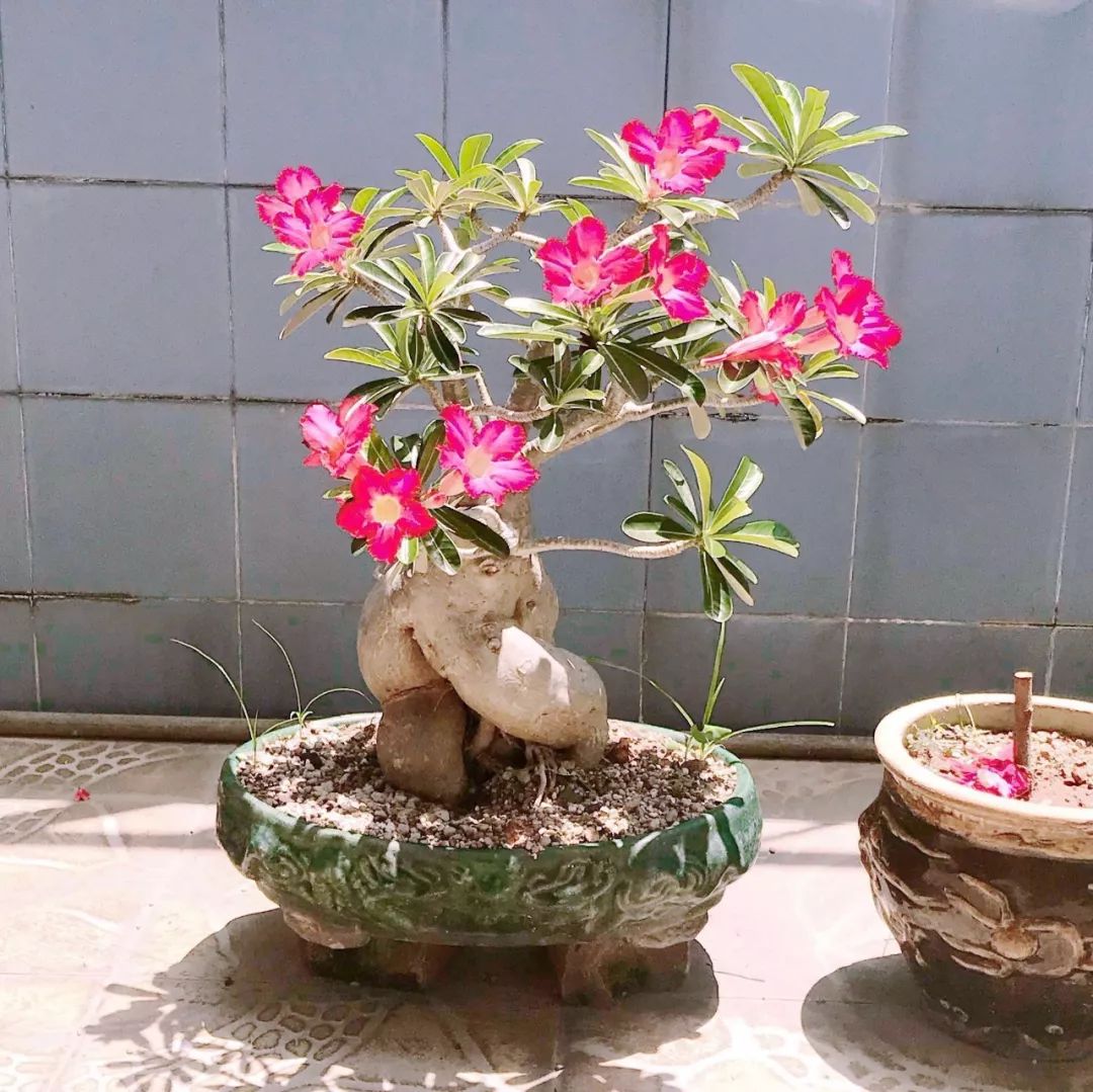 盆栽玫瑰養(yǎng)買花新品種好嗎_盆栽玫瑰可以養(yǎng)多久_新買的盆栽玫瑰花咋養(yǎng)