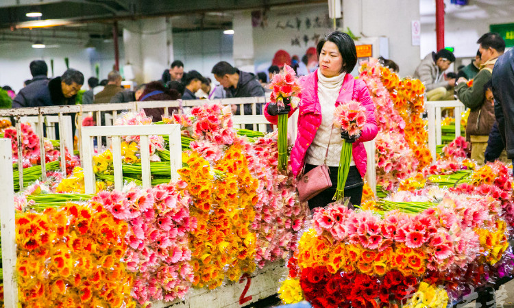 昆明斗南花卉市場(chǎng)——中國(guó)最大，鮮花白菜價(jià)！
