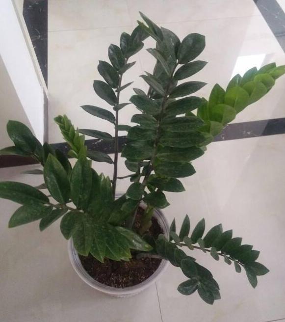 用什么花盆養(yǎng)花好？5種材質(zhì)各有優(yōu)劣，找出"最適合的"很關(guān)鍵