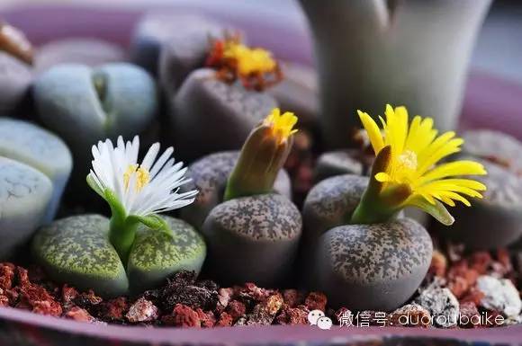 多肉植物的花瓣_花瓣植物多肉圖片_花瓣植物多肉怎么養(yǎng)