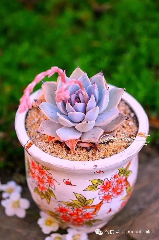 花瓣植物多肉怎么養(yǎng)_花瓣植物多肉圖片_多肉植物的花瓣