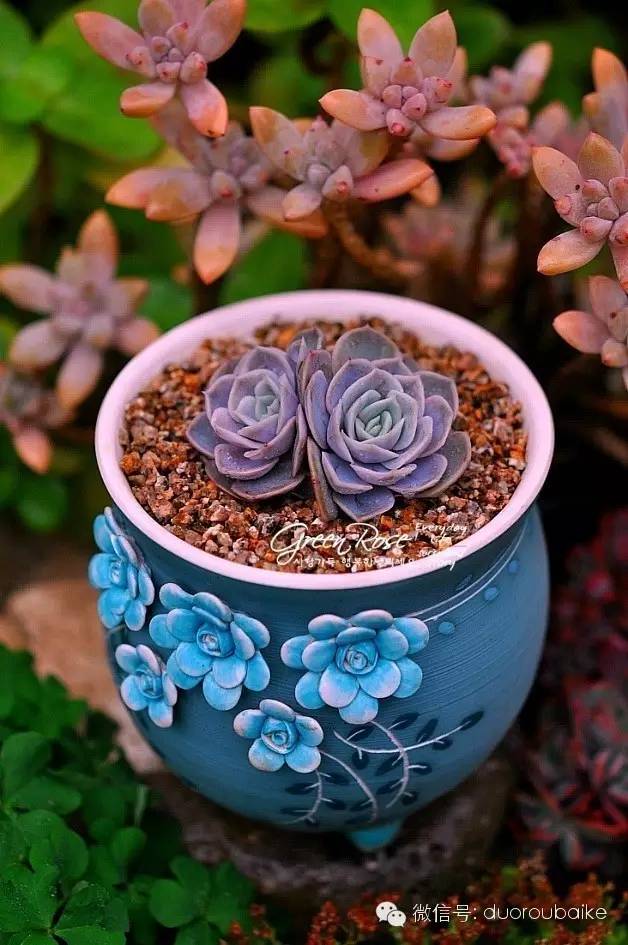 花瓣植物多肉圖片_花瓣植物多肉怎么養(yǎng)_多肉植物的花瓣