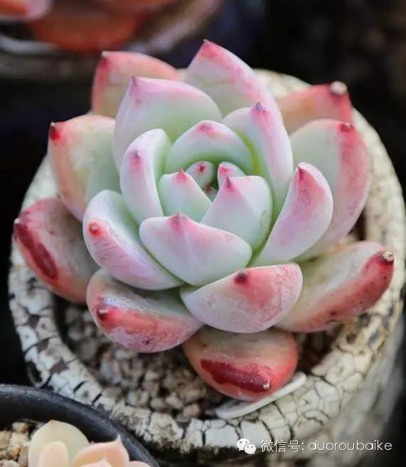 花瓣植物多肉圖片_花瓣植物多肉怎么養(yǎng)_多肉植物的花瓣