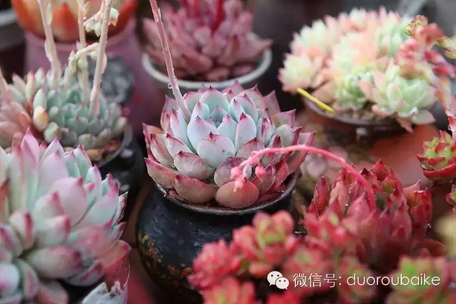 多肉植物的花瓣_花瓣植物多肉圖片_花瓣植物多肉怎么養(yǎng)