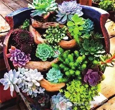 多肉植物的花瓣_花瓣植物多肉怎么養(yǎng)_花瓣植物多肉圖片
