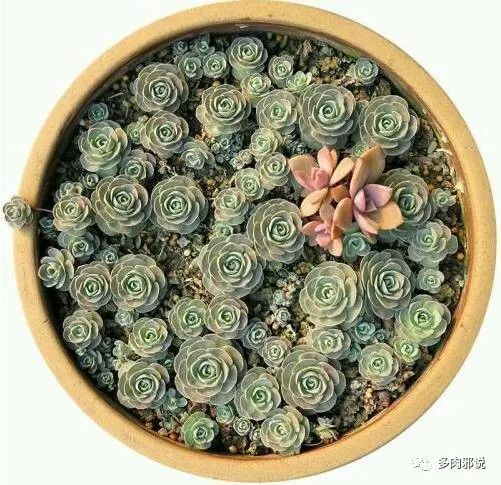 <strong>適合懶人的10種多肉植物，便宜又好養(yǎng)，一不小心還能爆盆</strong>