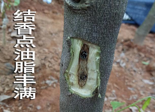 沉香樹結(jié)香后還能活嗎_沉香樹結(jié)的香是做什么用_沉香樹怎么才結(jié)沉香