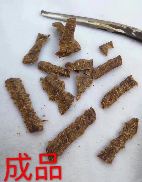 沉香樹怎么才結(jié)沉香_沉香樹結(jié)的香是做什么用_沉香樹結(jié)香后還能活嗎