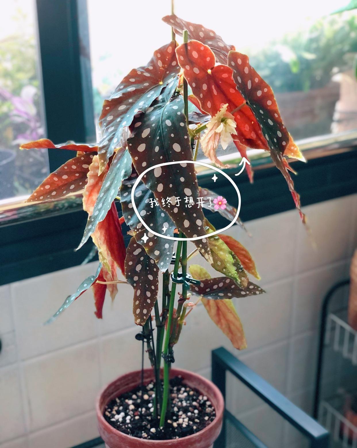 陽臺養(yǎng)大型綠植適合種什么花_陽臺養(yǎng)大型綠植適合什么花_適合陽臺養(yǎng)的大型綠植