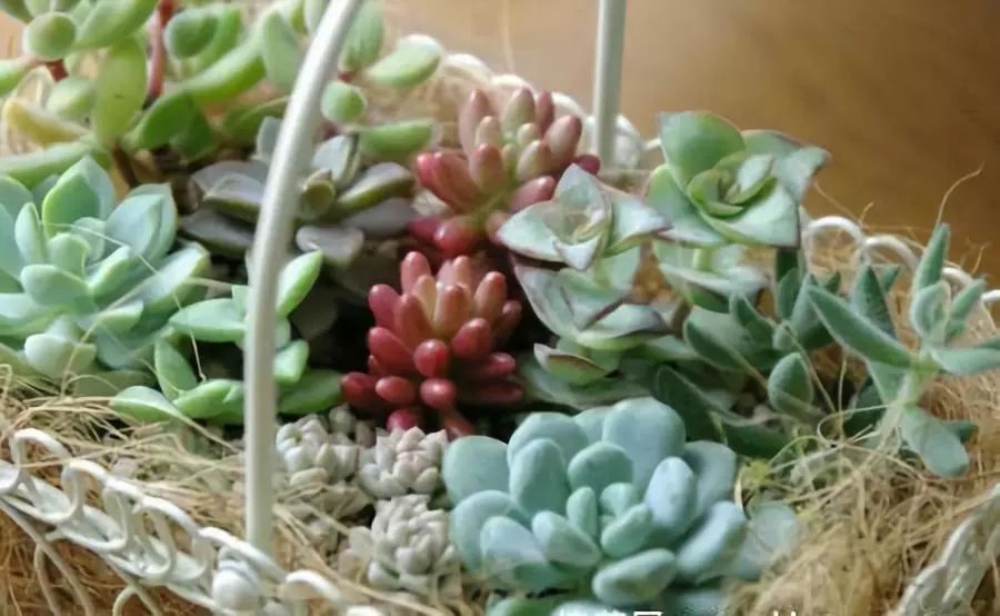 <strong>適合新手的16種多肉植物，好養(yǎng)易活，外形美麗！</strong>