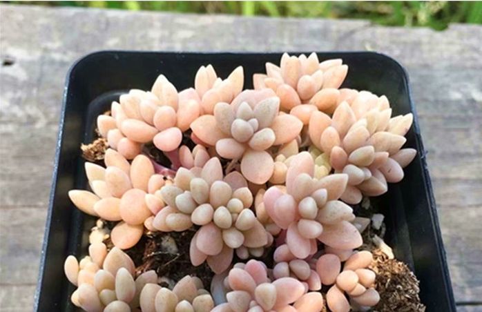 開花植物多肉可以水培嗎_可以開花的多肉植物_開花植物多肉可以淋雨嗎