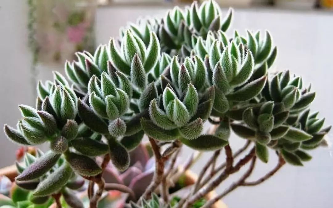 開花植物多肉可以淋雨嗎_開花植物多肉可以水培嗎_可以開花的多肉植物