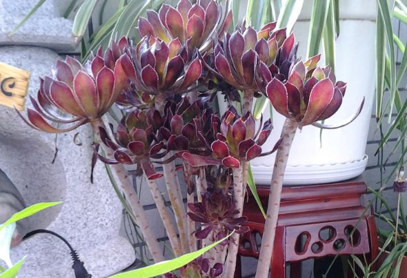 開花植物多肉可以淋雨嗎_開花植物多肉可以水培嗎_可以開花的多肉植物