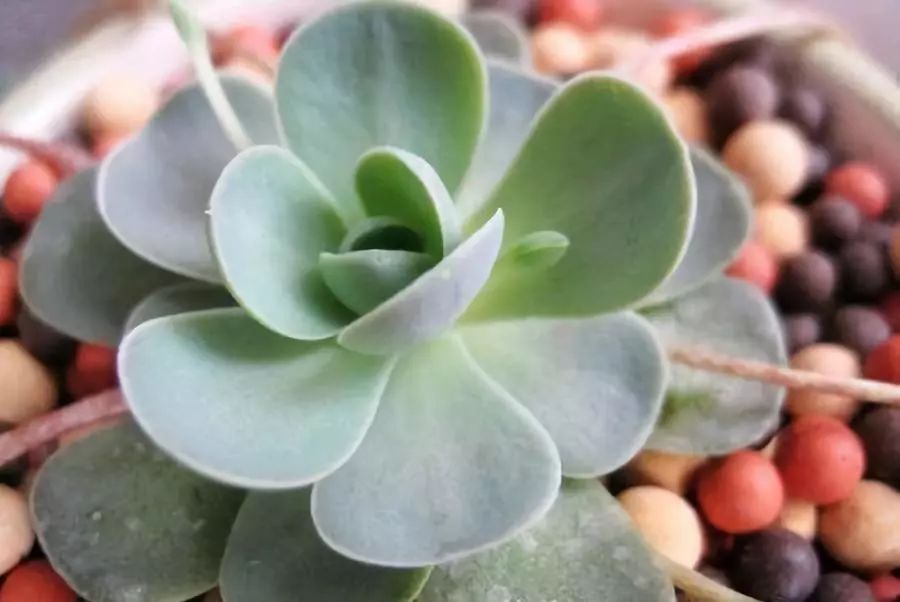 可以開花的多肉植物_開花植物多肉可以水培嗎_開花植物多肉可以淋雨嗎