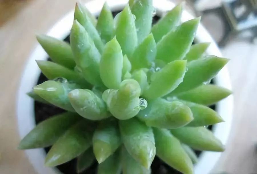 可以開花的多肉植物_開花植物多肉可以淋雨嗎_開花植物多肉可以水培嗎