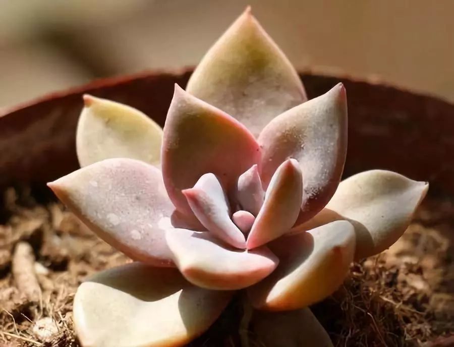 開花植物多肉可以水培嗎_開花植物多肉可以淋雨嗎_可以開花的多肉植物