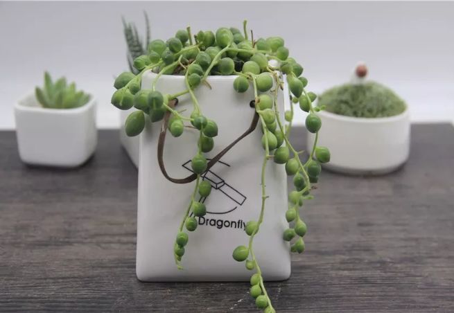 開花植物多肉可以淋雨嗎_可以開花的多肉植物_開花植物多肉可以水培嗎