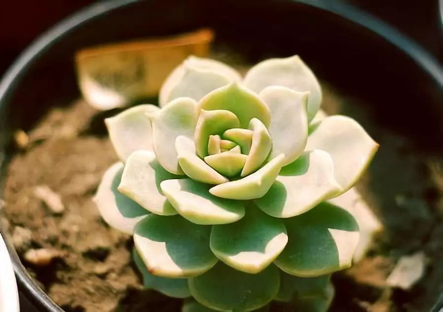 可以開花的多肉植物_開花植物多肉可以水培嗎_開花植物多肉可以淋雨嗎