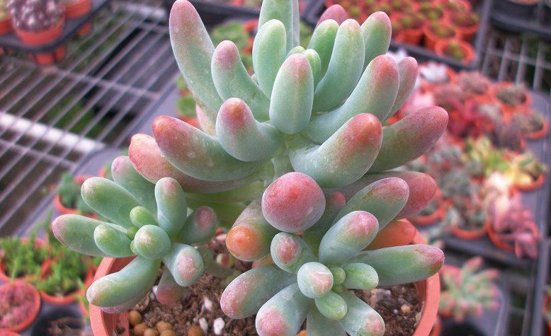 開花植物多肉可以淋雨嗎_可以開花的多肉植物_開花植物多肉可以水培嗎