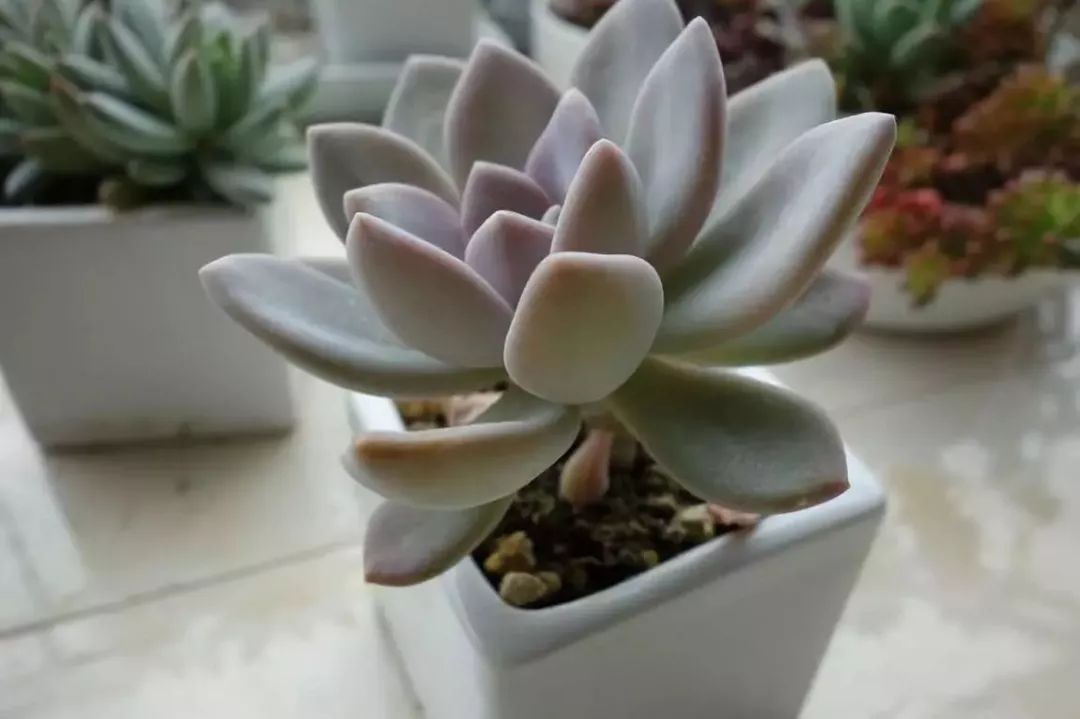 開花植物多肉可以水培嗎_開花植物多肉可以淋雨嗎_可以開花的多肉植物