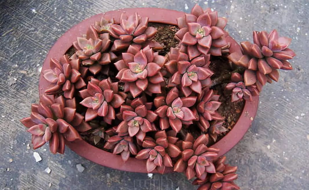 開花植物多肉可以水培嗎_開花植物多肉可以淋雨嗎_可以開花的多肉植物